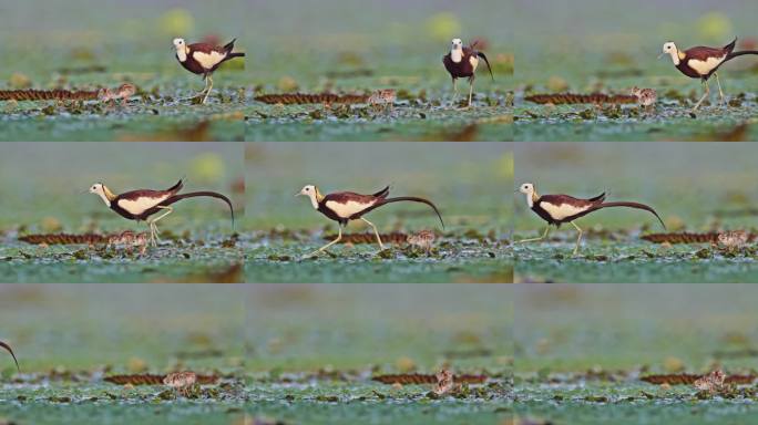 中国湿地水鸟水雉带雏鸟湿地活动湿地公约