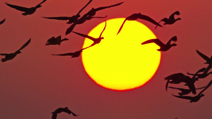 中国湿地成群白鹤飞行穿过太阳