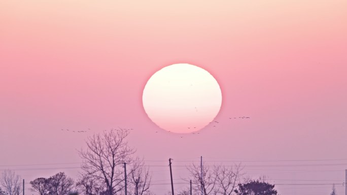 夕阳下的飞鸟群湿地白鹤迁徙鸟群空中飞翔