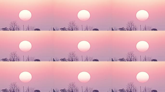 夕阳下的飞鸟群湿地白鹤迁徙鸟群空中飞翔