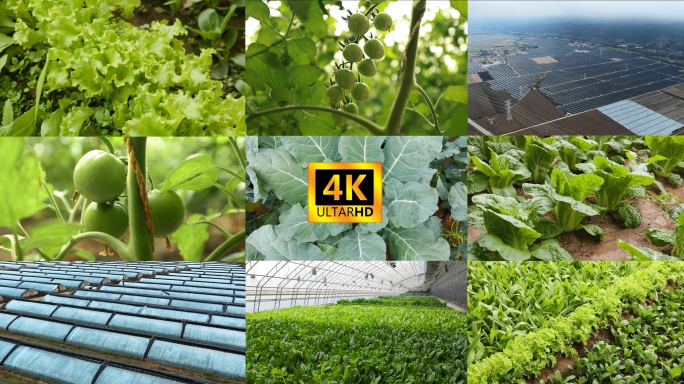 有机蔬菜绿色蔬菜大棚种植