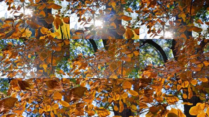 秋日阳光穿透黄叶