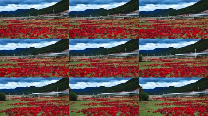 香格里拉狼毒花高铁同框