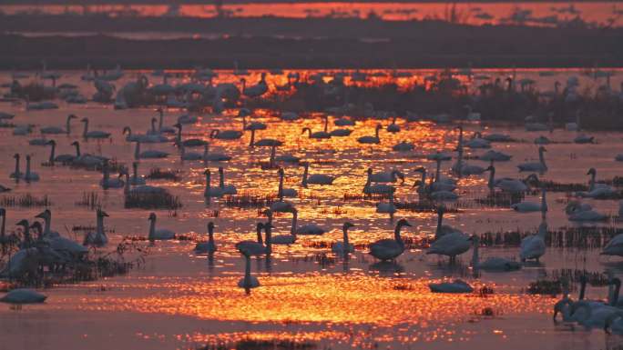 夕阳下的天鹅群