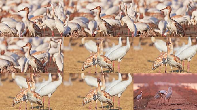 中国湿地成群白鹤湿地栖息