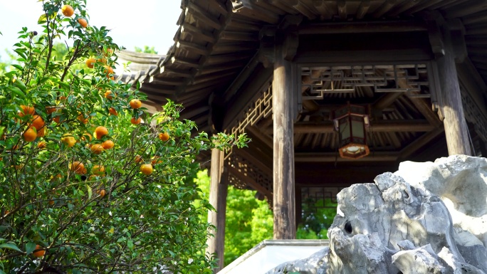 秋天江南园林中式庭院橘子成熟景观