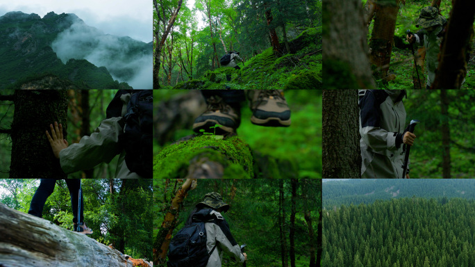 森林 森林徒步 探险 云杉 户外
