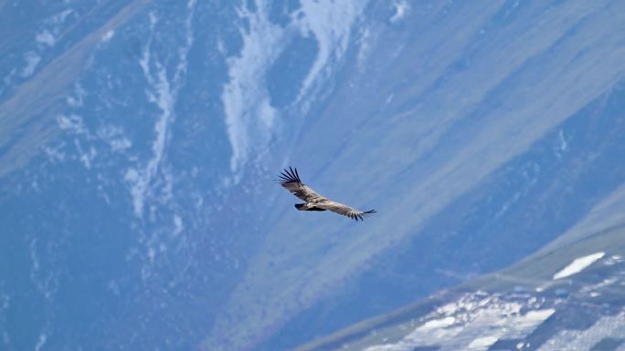 一只雄鹰在天空飞翔高山秃鹫
