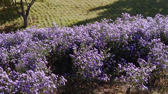 紫色花海与林荫道航拍