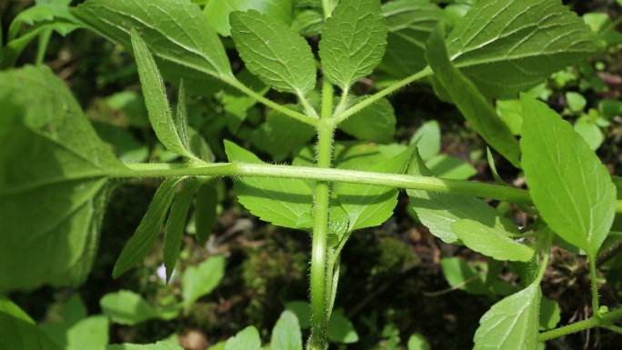 藿香蓟 苗期 植株 茎 根