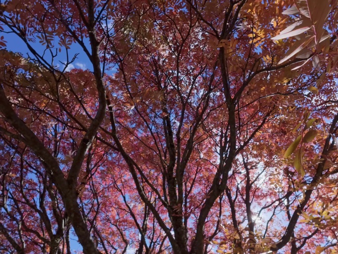 秋日红叶林间仰拍