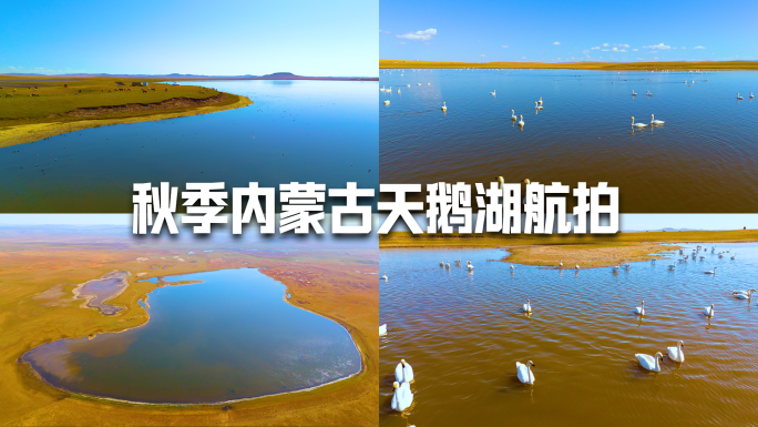 天鹅群聚湖泊湿地景观