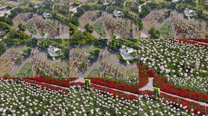 紫色花海与林荫道航拍