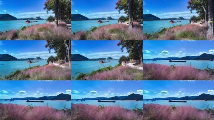 江边粉黛乱子草景观