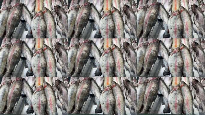 整条带头的虹鳟鱼，放在浅冰上冷藏，位于海鲜市场。鱼市场的开放货架。特写镜头。