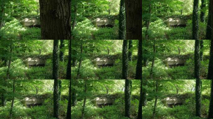 阿梅斯福特森林中隐藏的老旧历史二战碉堡，被杂草覆盖。