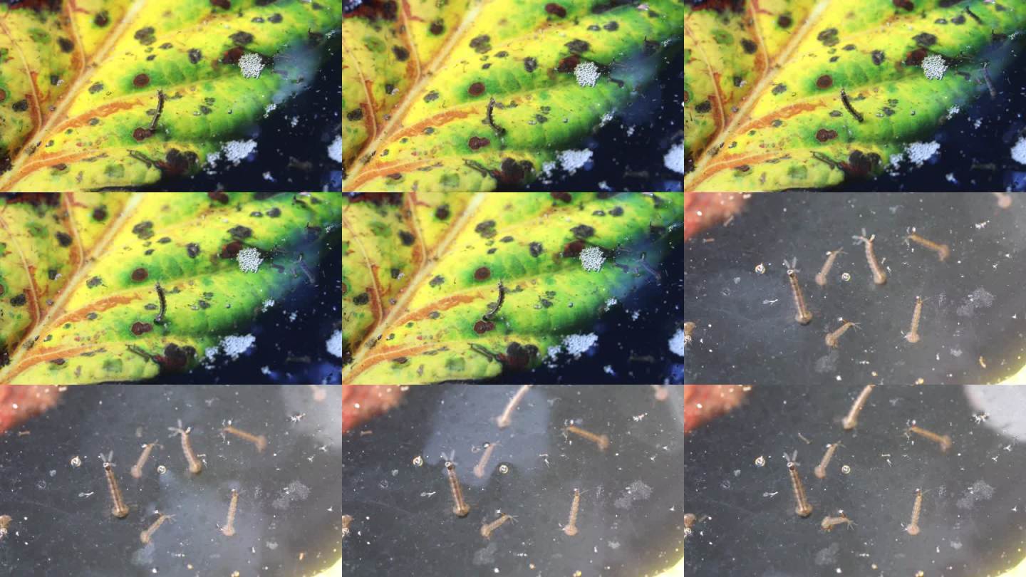 水塘中的蚊子幼虫和卵，水面上的库蚊（Culex pipiens）以及周围的其他小幼虫。