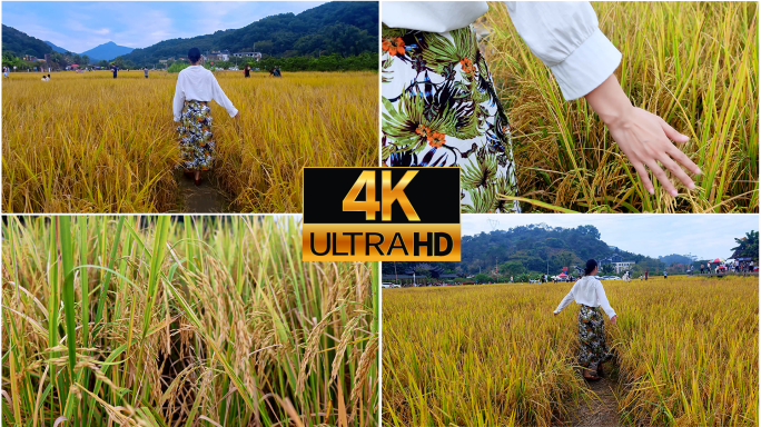 走在麦田里的女孩【升格】