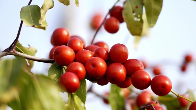 【4K】酸枣树 改良枣树 枣林 药用酸枣