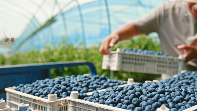 蓝莓 蓝莓采摘 新鲜蓝莓 果园