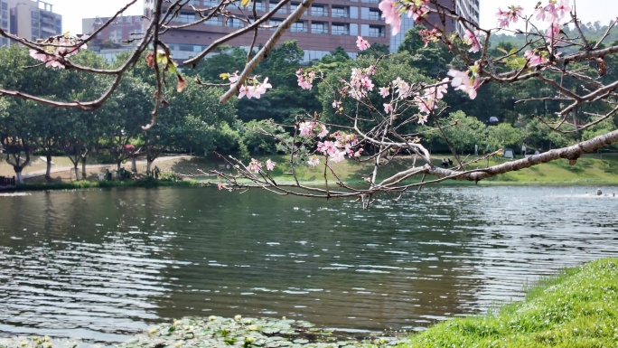 春日湖畔粉花绿树
