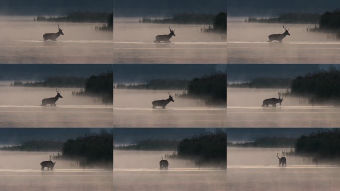 雄性红鹿黎明时分涉水湖中，阳光照耀，晨雾环绕。