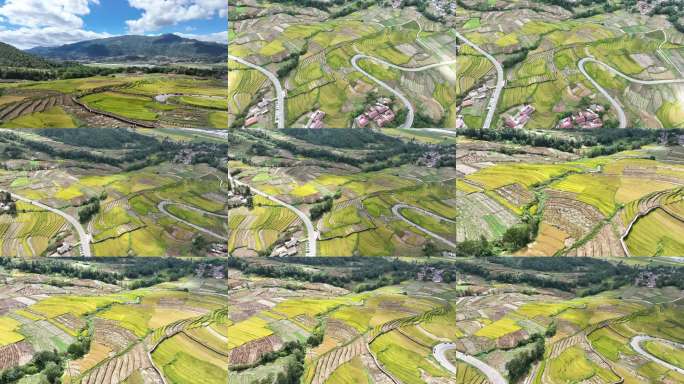 稻田蓝天收割凉山稻田漂亮航拍金色美景乡村