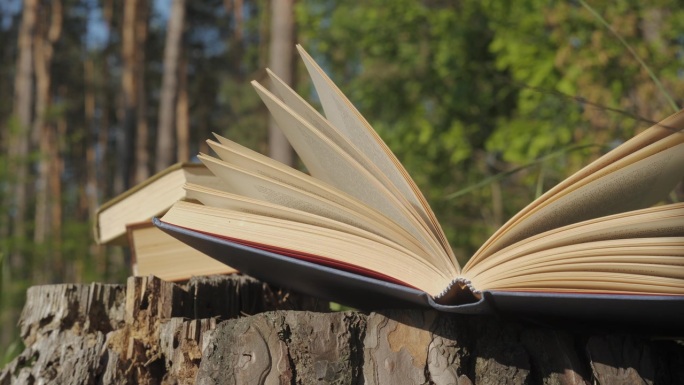 在森林阳光下，树桩上翻动的书页打开。