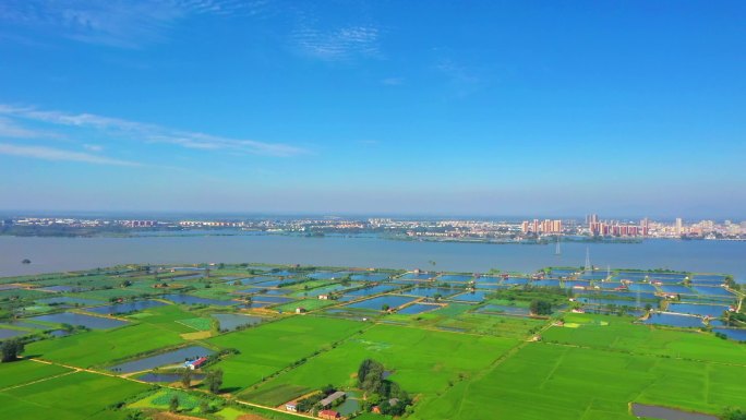 荆门钟祥 镜月湖 鱼塘 养殖 生态田园