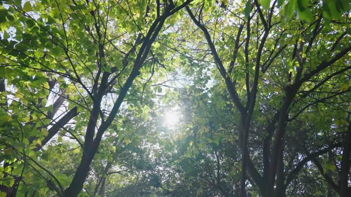 阳光透过树叶逆光树叶