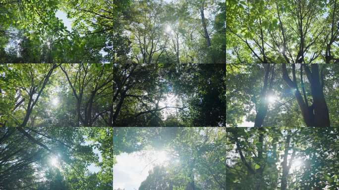 阳光透过树叶逆光树叶