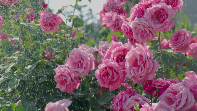 浇水花园玫瑰花
