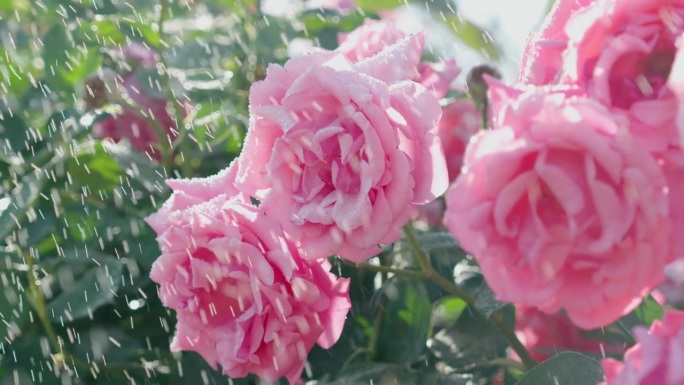 浇水花园玫瑰花