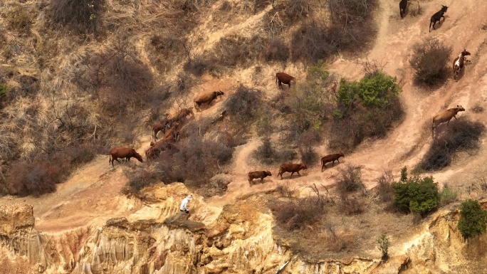 航拍黄土高原牧牛场景山地牧群自然风光航拍