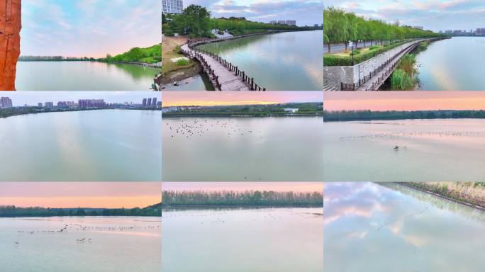 4K莫愁湖日出 群鸟 湖面 湖边栈道