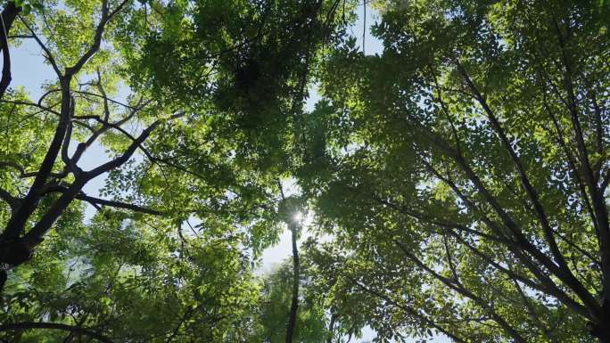 阳光透过树叶逆光树叶