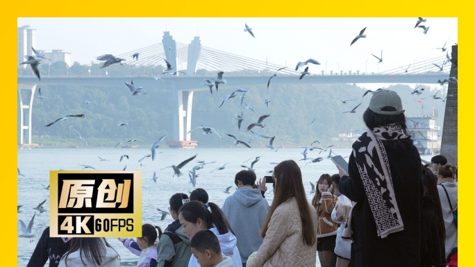 泸州航拍东门口红嘴鸥海鸥人文景观