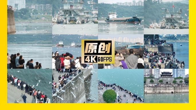 泸州航拍东门口红嘴鸥海鸥人文景观