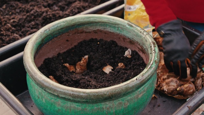 在大盆里种植水仙球茎球茎！