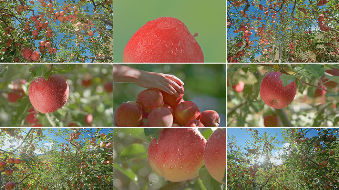苹果 水果 红苹果 红富士苹果 苹果采摘