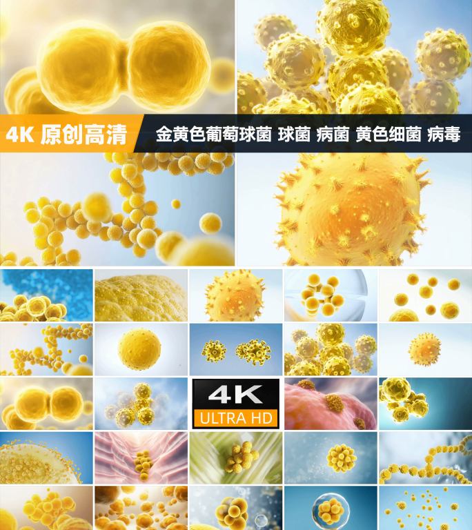 金黄色葡萄球菌 球菌 病菌 黄色细菌病毒