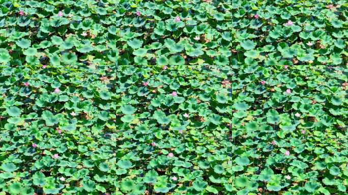 无人机绿色荷叶水面实拍