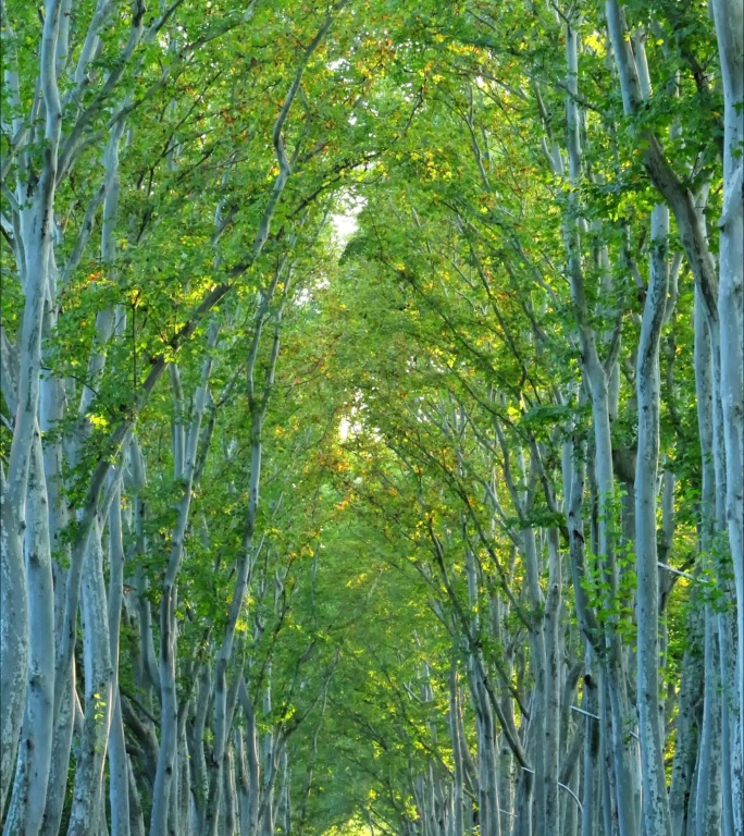 夏日绿树成荫场景