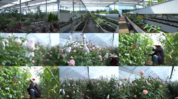 温室玫瑰种植基地