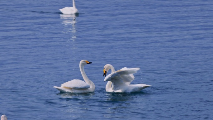 天鹅湖面嬉戏