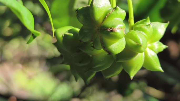绿色八角果实特写 挂满枝头的八角青果