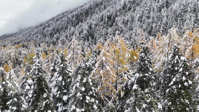 川西彩林理小路风光毕棚沟雪景雪山湖泊秋景