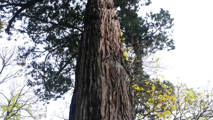 一株树皮嶙峋的参天古树 树皮特写