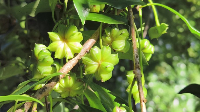 枝头八角青果特写八角树绿叶间的八角果实