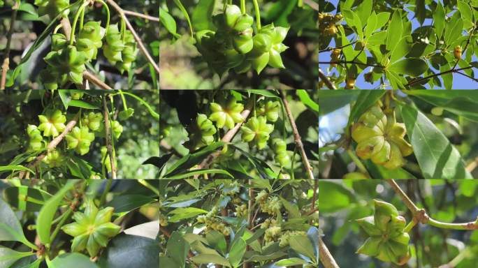 枝头八角青果特写八角树绿叶间的八角果实